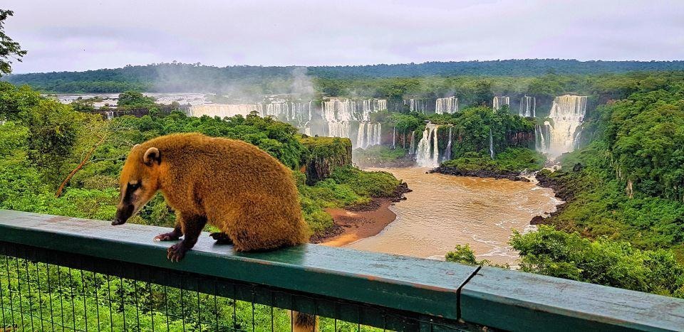 A brown animal sitting on a green railing overlooking a waterfall Description automatically generated