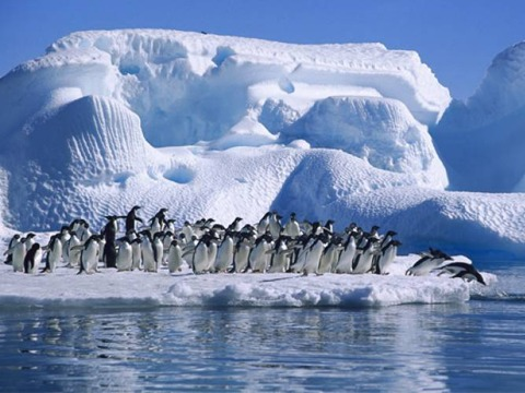 Изображение выглядит как водоплавающая птица, птица, пингвин, на открытом воздухе Автоматически созданное описание